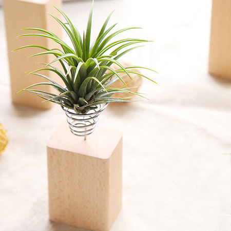植物摆设