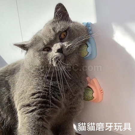 礼品订购猫咪猫薄荷旋转球广告