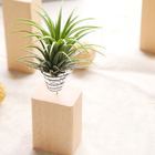植物摆设
